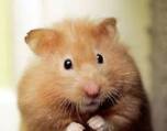 hamster