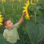 sunflowerboy