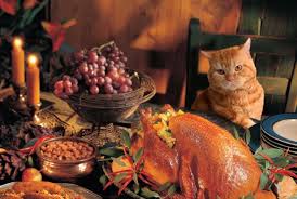 thanksgivingcat
