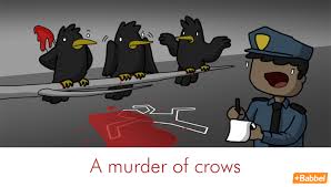 murderofcrows