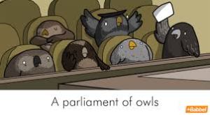 parlimentofowls